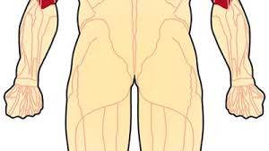 Emery-Dreifuss Muscular Dystrophy