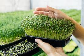 Microgreens boost your immunity. Are you not taking yet? Book your supply now.