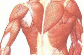 Duchenne Muscular Dystrophy